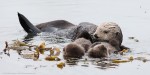 photo - sea otters