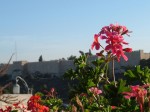 photo - Spring in Israel