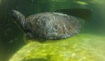 Jewish sea turtle swims again