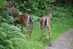 photo - When driving in the area, be careful, as deer sometimes meander across the roads