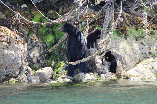 photo - Bear essentials: A mother and her cub stake out the shoreline in Clayoquot Sound near Tofino