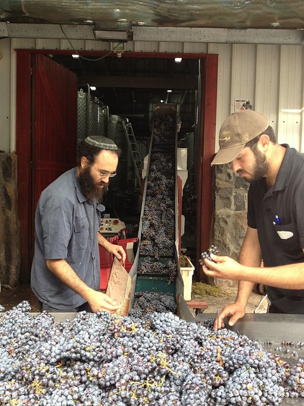 photo - Bazelet HaGolan wine varietals include cabernet sauvignon, merlot and chardonnay