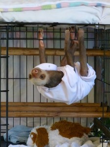 photo - A baby sloth at the family-run sanctuary in Costa Rica