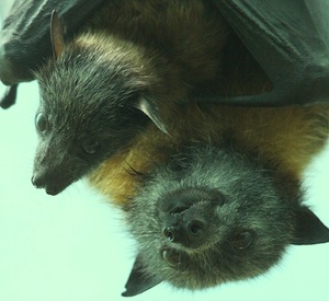 photo - Both the Jerusalem Biblical Zoo and the Jerusalem Bird Observatory offer visitors a chance to see and learn more about bats