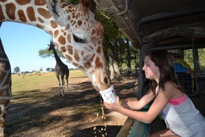 photo - The author’s daughter feeds zebras and a Somali giraffe at the Global Wildlife Centre in Folsom, La.