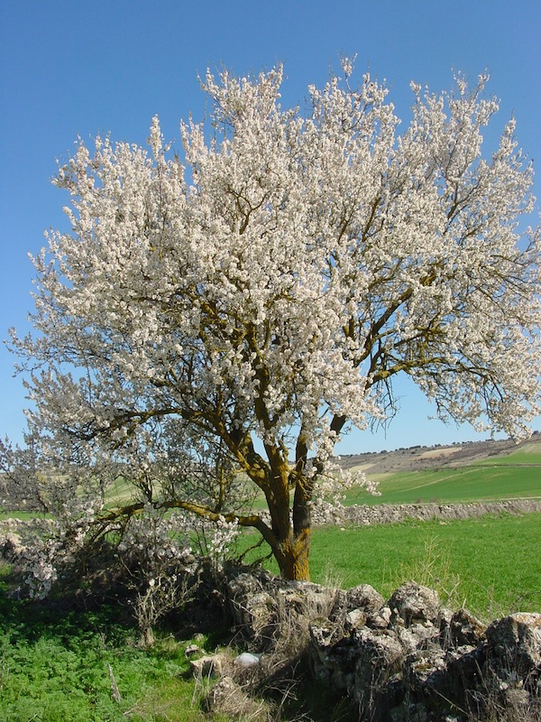 photo - Tu b’Shevat, the New Year of the Trees, coincides with the flowering of the almond tree in Israel