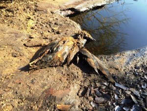 photo - A cormorant that fell victim to the oil spill