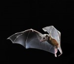 photo - Researchers have shown that the brains of bats contain neurons that sense which way the bat’s head is pointed and could, therefore, support the animal’s navigation in 3-D space