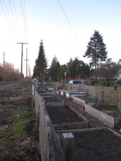 photo -JFSA's community garden provides fresh produce to the Jewish Food Bank.