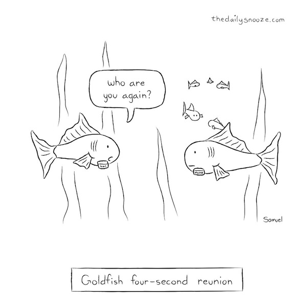 cartoon - "Who are you, again?" - goldfish 4 second reunion, by Jacob Samuel