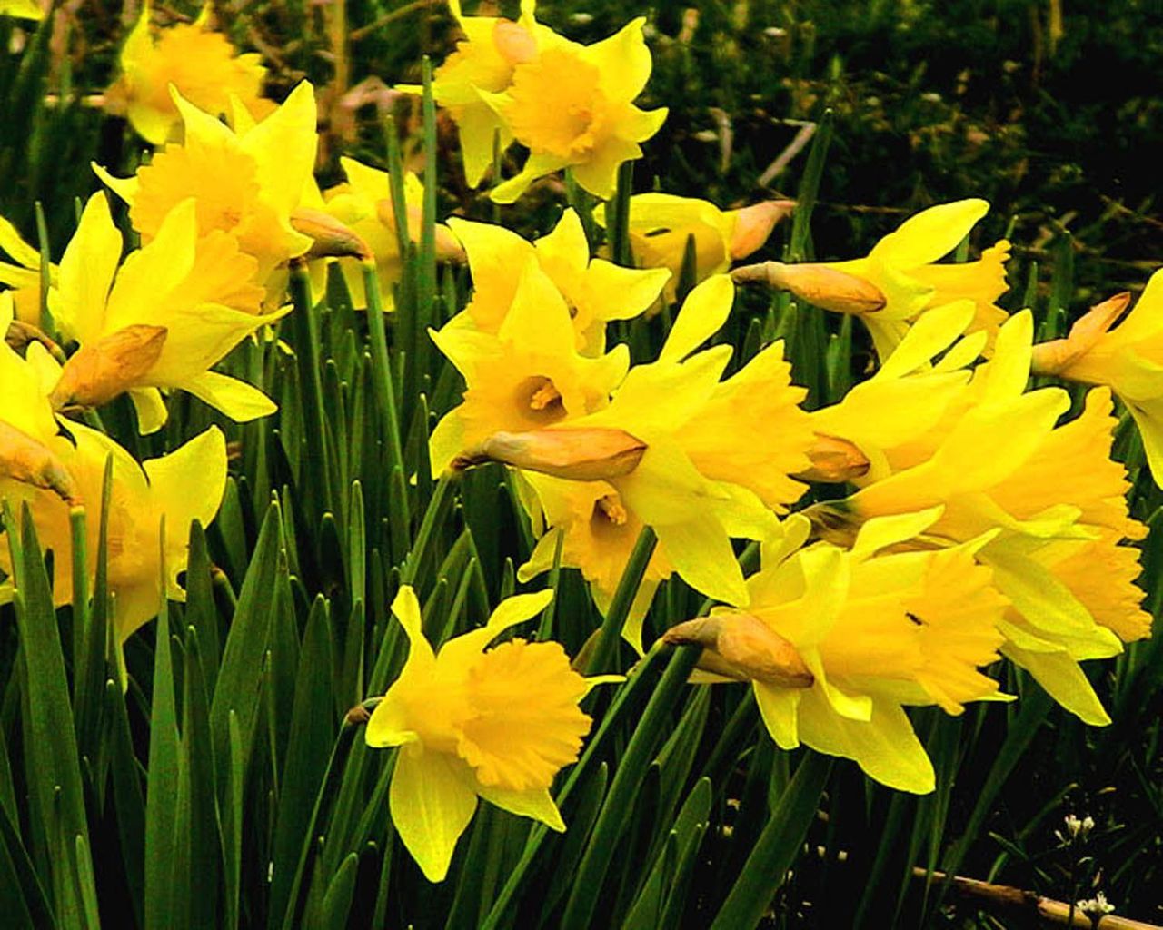 photo - Daffodils herald the springtime – and the approach of Passover