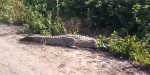 screenshot - In May, an alligator was found wandering around the city of Caesarea, after he escaped a crocodile farm near the town of Beit Hanania