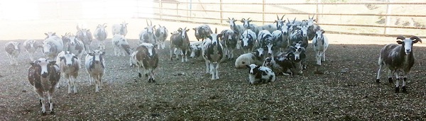 photo - The Lewinskys’ flock of Jacob sheep now stands at about 70