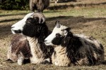 Shepherding biblical sheep