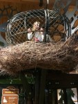 photo - At the Hands On Children’s Museu, children learn many things, including just how large a bald eagle’s nest isr)