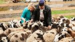 photo - Friends of the Jacob Sheep directors Jenna and Gil Lewinsky with their flock