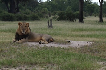 photo - A lion relaxes in Zimbabwe’s Hwange National Park