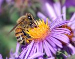 photo - A European honey bee extracts nectar from an aster flower
