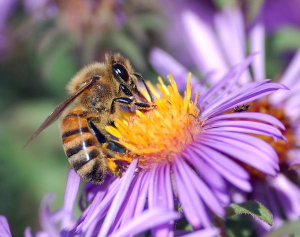photo - A European honey bee extracts nectar from an aster flower