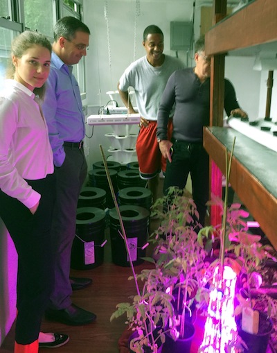 photo - Leigh Ofer checks out the Seed Street hydroponic farm in Harlem