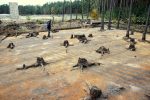 photo - The remains of the Sobibór extermination camp