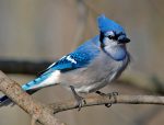 photo - When the breeze from the forest fanned her branches, Willow could almost hear the gossip of the blue jays and the news of her old friends