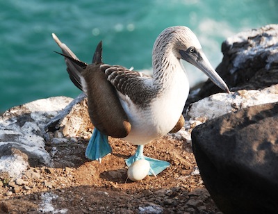 photo - Joanne Emerman tries to get as close to the animals as she can with her camera, as is evidenced by this blue-footed booby photo