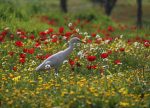 photo - Heron among the flowers near Kibbutz Be’eri, in southern Israel