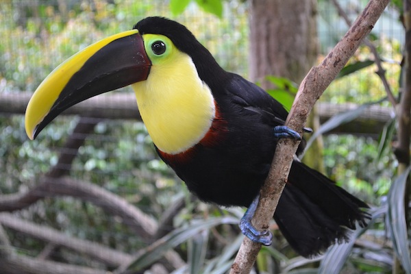 photo - If you’re coming for the natural splendours of Costa Rica, you won’t leave disappointed
