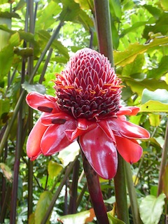 photo - Hawaii - flower 
