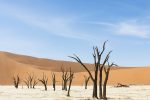 photo - A photograph of Deadvlei in Namibia, by Judi Angel, is part of the exhibit Eye Lines, at Zack Gallery until April 30
