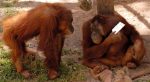 photo - Ramat Gan Safari Park ordered five kilograms of matzot for each of the animals that eats breads the rest of the year