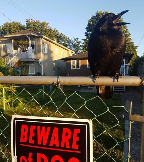 photo - Canuck gets great exposure in light of his closeness to human beings