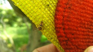 photo - A fruit fly feeding in a Biofeed lure