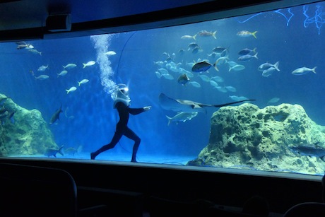 photo - OdySea is the largest aquarium in the southwest