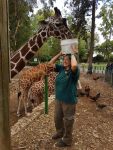 photo - Feeding time for the giraffes in Ramat Gan Safari Park on June 21, which was World Giraffe Day