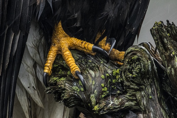 photo - The talons of a wild bald eagle, photographed on the southwest coast of British Columbia. “It was sitting near a popular walking trail, so perhaps it was used to attention from its human admirers,” said Liron Gertsman
