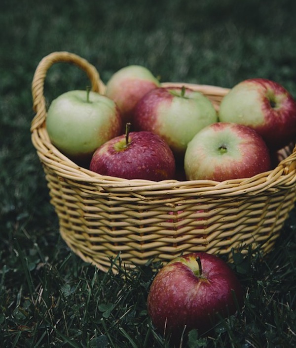 photo - Barring disaster, this season’s apple harvest would be bountiful