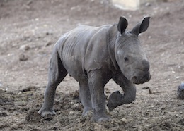 photo - baby rhino