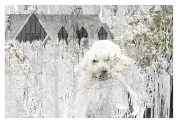 photo - “Perceived Threat” by Nicole Schouela
