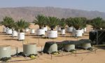 photo - An experimental date palm orchard in the southern Arava Valley, where water consumption and response to salinity is monitored. Based on data measured in these lysimeters, local farmers are advised on recommended quantities of irrigation water daily