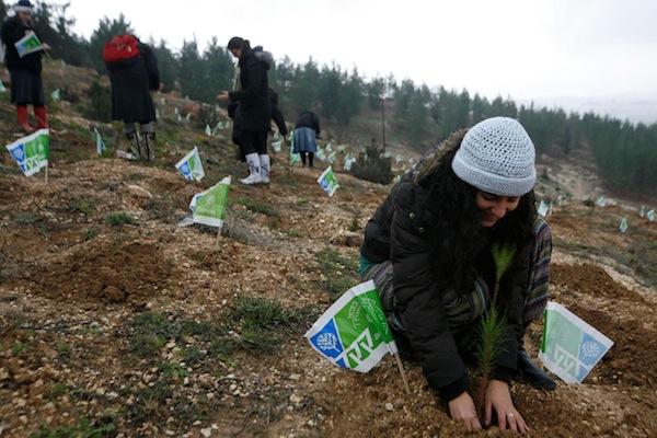 photo - In Israel, Tu b’Shevat is a day for planting saplings