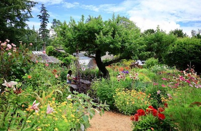 photo - Hollyhock Garden