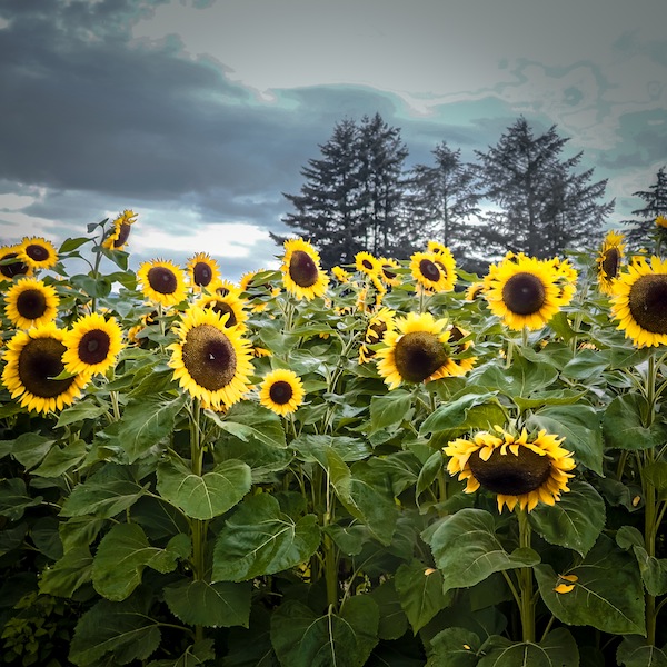 photo - “Sunflowers” by Jocelyne Hallé
