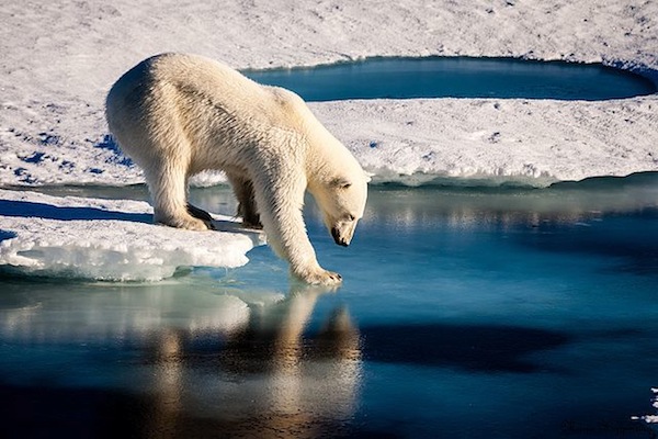 photo - Polar bear on ice in the Arctic