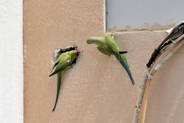 Parrot invaders