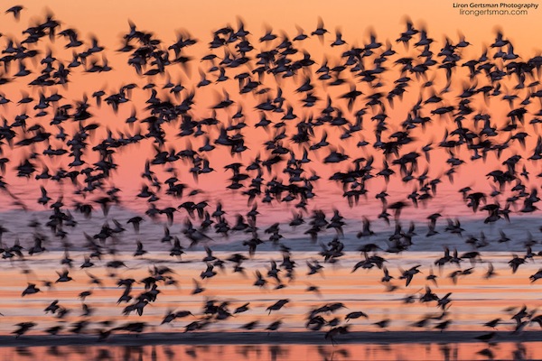 photo - “Sandpiper Sunset,” by Liron Gertsman