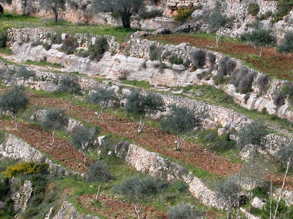 photo - Terraces at Sataf in the Jerusalem Corridor