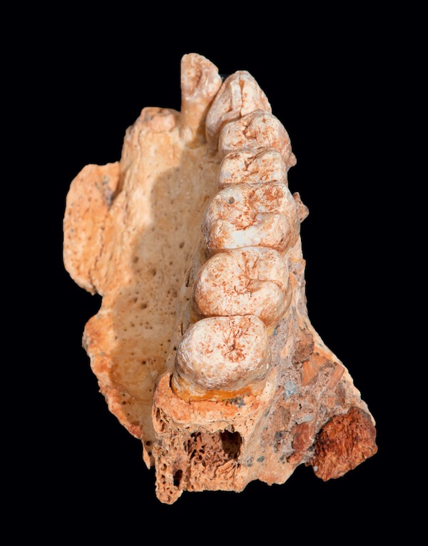 photo - A human jawbone found in the Misliya Cave on Mount Carmel near Haifa
