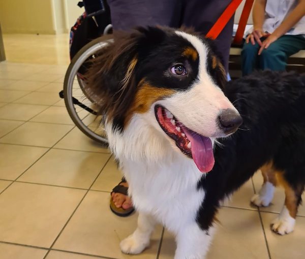 photo - Sheba is a trained physiotherapy dog. One of the patients he’s helping at Sheba Medical Centre is Nathaniel Felber, who suffered a head injury in a terror attack in December 2018